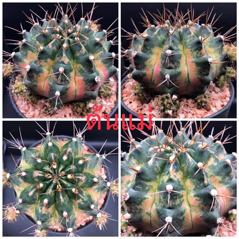 🌴ยิมโนแคคตัส🌵 ไม้ชำหน่อ ยิมโนด่างโคลน 🔥 Peach Peach 🔥  รูปแรกต้นแม่