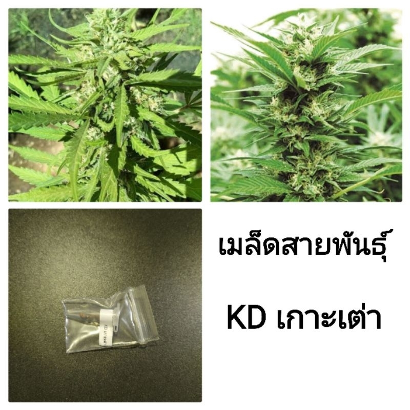 #เมล็ดพันธุ์กัญชา #KDเกาะเต่า #เมล็ดพันธุ์กัญชาคุณภาพสูง #กัญชาสายพันธุ์ไทย #กัญชาเพศเมีย