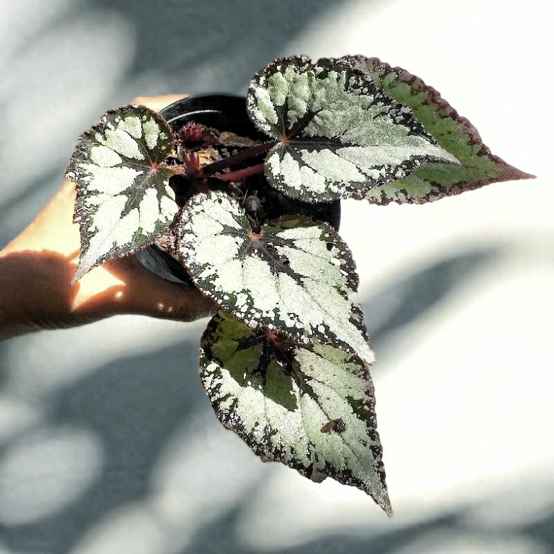 Begonia rex silver บีโกเนีย ใบเงิน ฟอร์มใหญ่ กระถาง 4นิ้ว ผิวใบมี glitter ระยิบระยับ