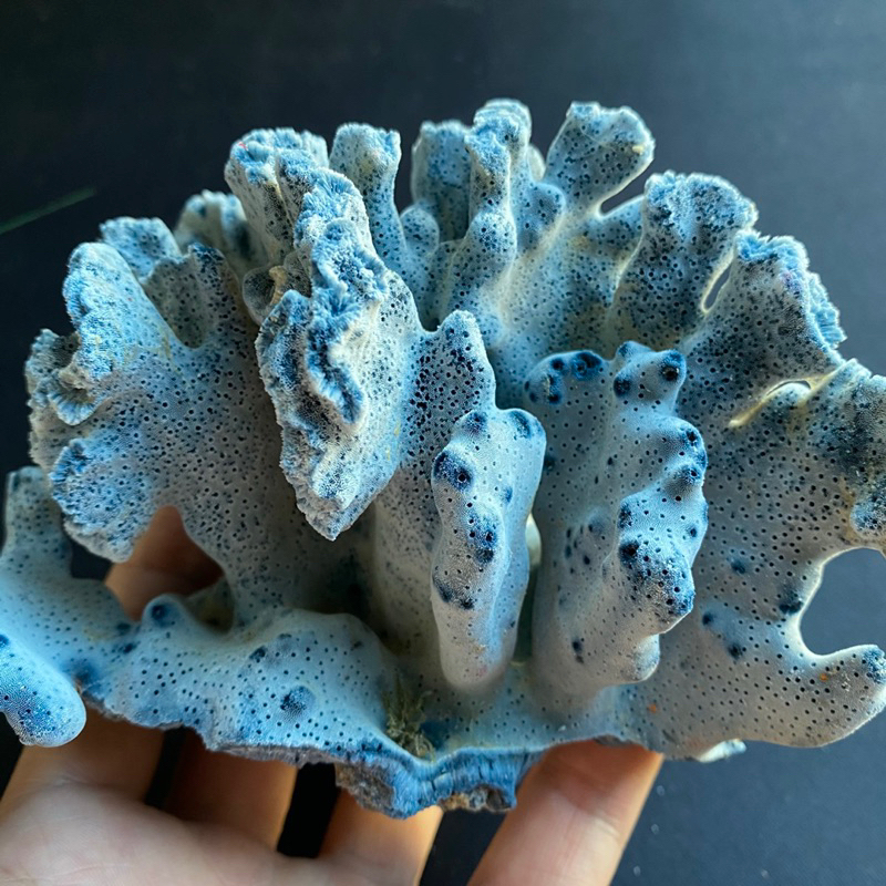 Blue coral, decorative collectible, feng shui ornament