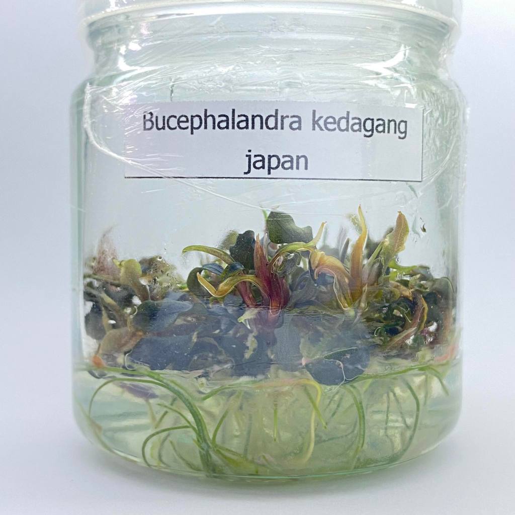 บูเซป Bucephalandra kedagang japan บูเซป คาดาแกง ญี่ปุ่น (เนื้อเยื่อ) ต้นไม้น้ำ ไม้น้ำตู้ปลา