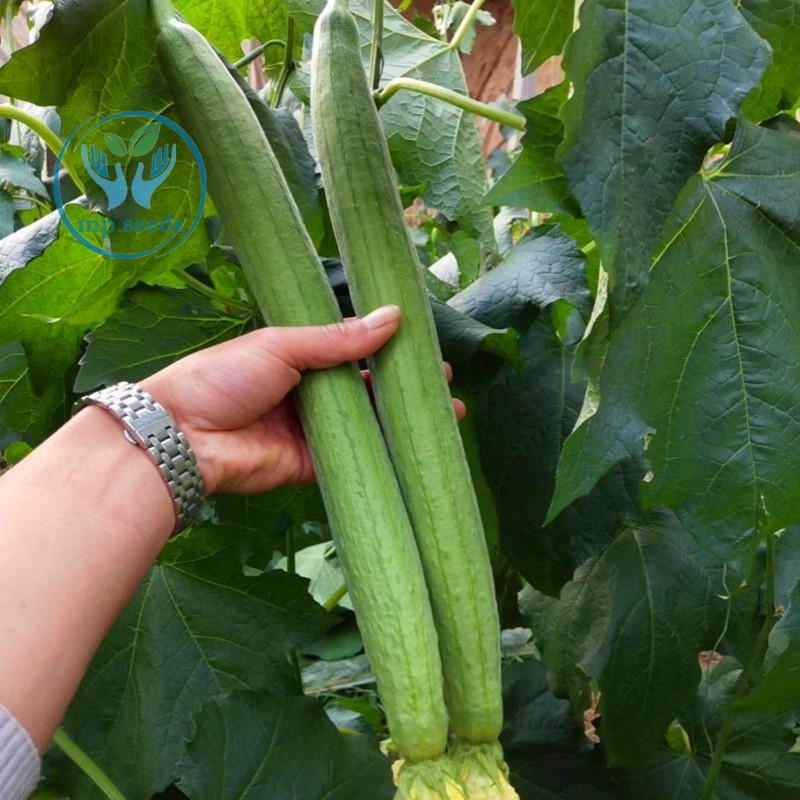 เมล็ดพันธุ์ บวบหอม/บวมหอมยาว 35 เมล็ด  บวบหอมแอปเปิ้ล - รูปที่ 5