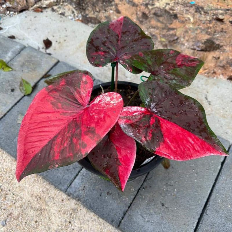 อมรรัตนโกสินทร์ บอนสี ได้ต้นตรงตามตัวเลือก ส่งของทุกวัน
