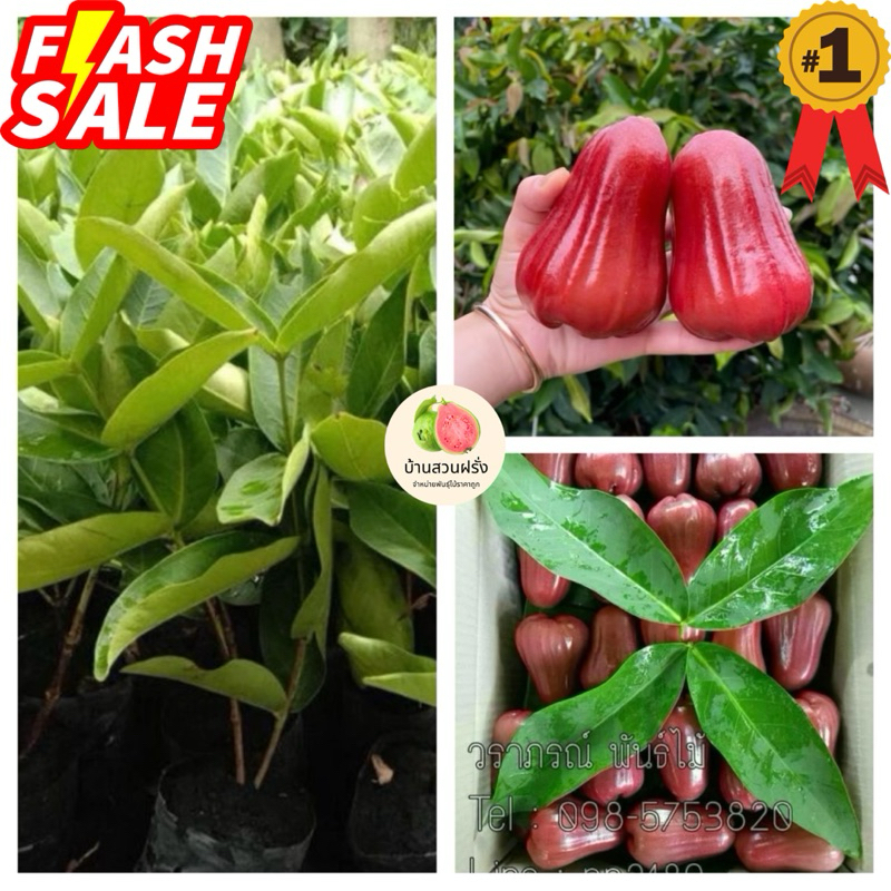 🍐ต้นชมพู่ทับทิมจันทร์🔥สั่งขั้นต่ำ2ต้น🔥กดติดตามลดเพิ่ม 10 บาท🔥