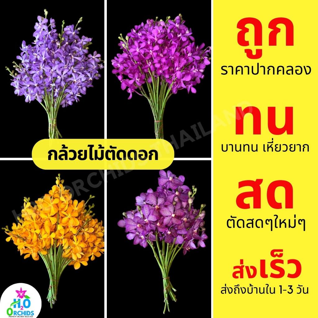 ดอกกล้วยไม้ กล้วยไม้ตัดช่อ สด ใหม่ บานทน ส่งเร็ว สกุลม็อคคาร่า สกุลแวนด้า เกรด B  (น้ำหนัก1 กิโล)