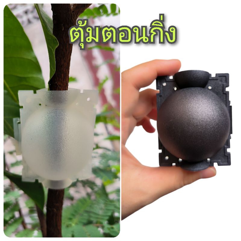 ลูกตุ้มตอนกิ่งขนาดเล็ก 5 ซม. กลาง 8 ซม. พลาสติกอย่างดี หนา เหนียวพิเศษ ทนแดด ทนฝน ไม่เป็นเชื้อรา ใช้ซ้ำได้