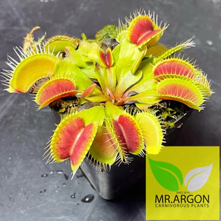 กาบหอยแครงแดง (Dionaea muscipula) กระถาง 2 นิ้ว 3 นิ้ว และ 4 นิ้ว หลากหลายสายพันธุ์ "Venus flytrap"