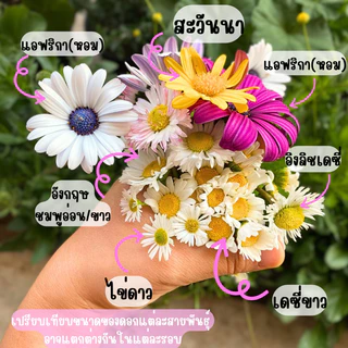 F14 เดซี่แดง ชมพู เหลือง ม่วง ดอกไม้กินได้ ขนาด 8 นิ้ว ส่งทั้งกระถาง ดอกไม้มินิมอลแต่งหน้าเค้ก เดซี่ไข่ดาว ขาว ญี่ปุ่น