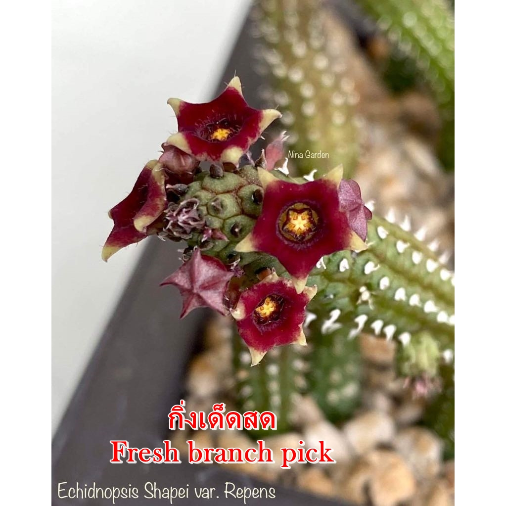 เก๋งจีน Echidnopsis Shapei var. Repens *กิ่งเด็ดสด* แคคตัส ไม้อวบน้ำ Cactus and Succulent