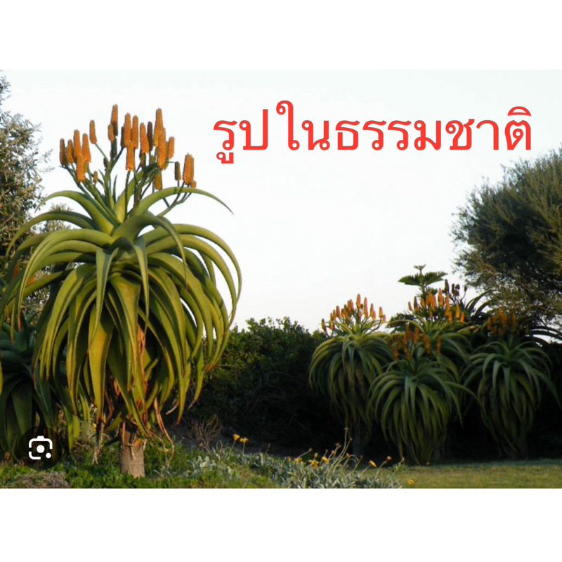 Aloe thraskii (Dune Aloe) ไม้เมล็ด x1พืช