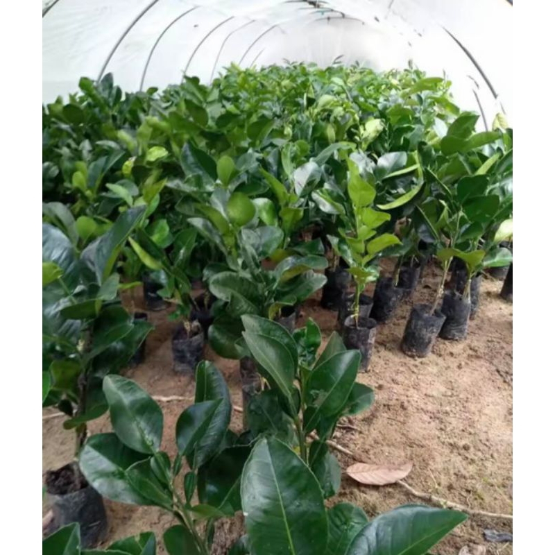ส้มโอพันธุ์ทับทิมสยาม ต้นเสียบยอด (แท้)สูง 30-40% เปลือกนุ่มบาง เนื้อส้มโอมีสีชมพูเข้มถึงแดงคล้ายทับทิม