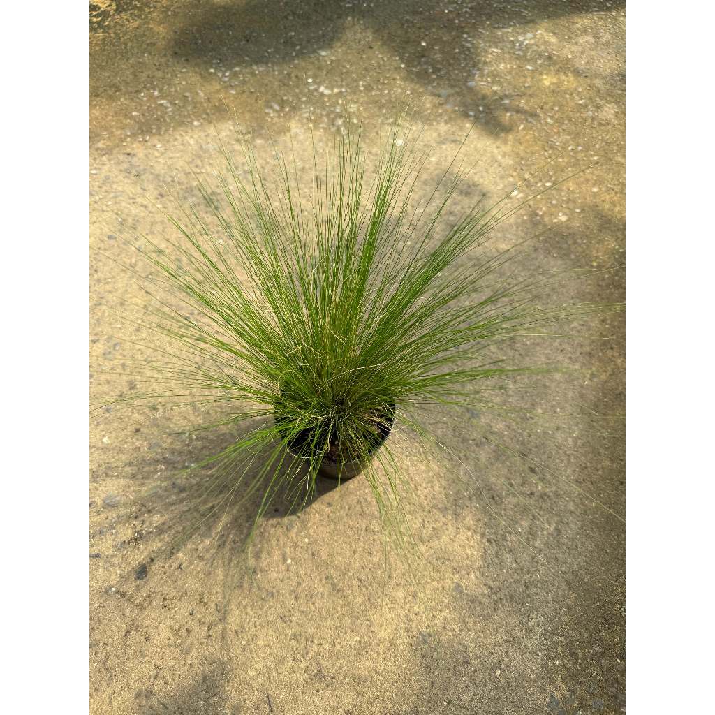 มุมมอง 2