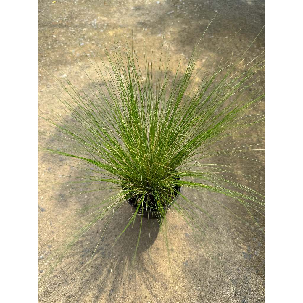 มุมมอง 4