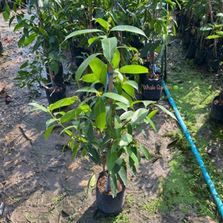 ต้นมะปราง มะปรางหวาน ทาบกิ่ง ต้นสวย ให้ผลเร็ว1ปี พร้อมติดดอก…