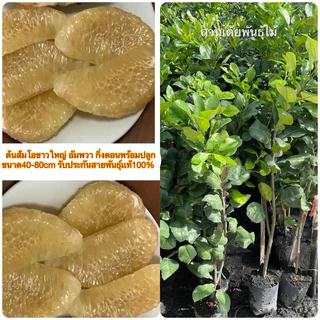 ต้นส้มโอขาวใหญ่ อัมพวา กิ่งตอนพร้อมปลูกขนาด40-80cm รับประกันสายพันธุ์เเท้100%