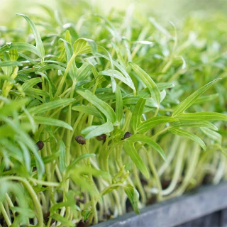 เมล็ดต้นอ่อนไมโครกรีน (Microgreen) 40 กรัม ทานตะวัน ผักบุ้งเรียวไผ่ ไควาเระ โตเหมี่ยว คะน้า
