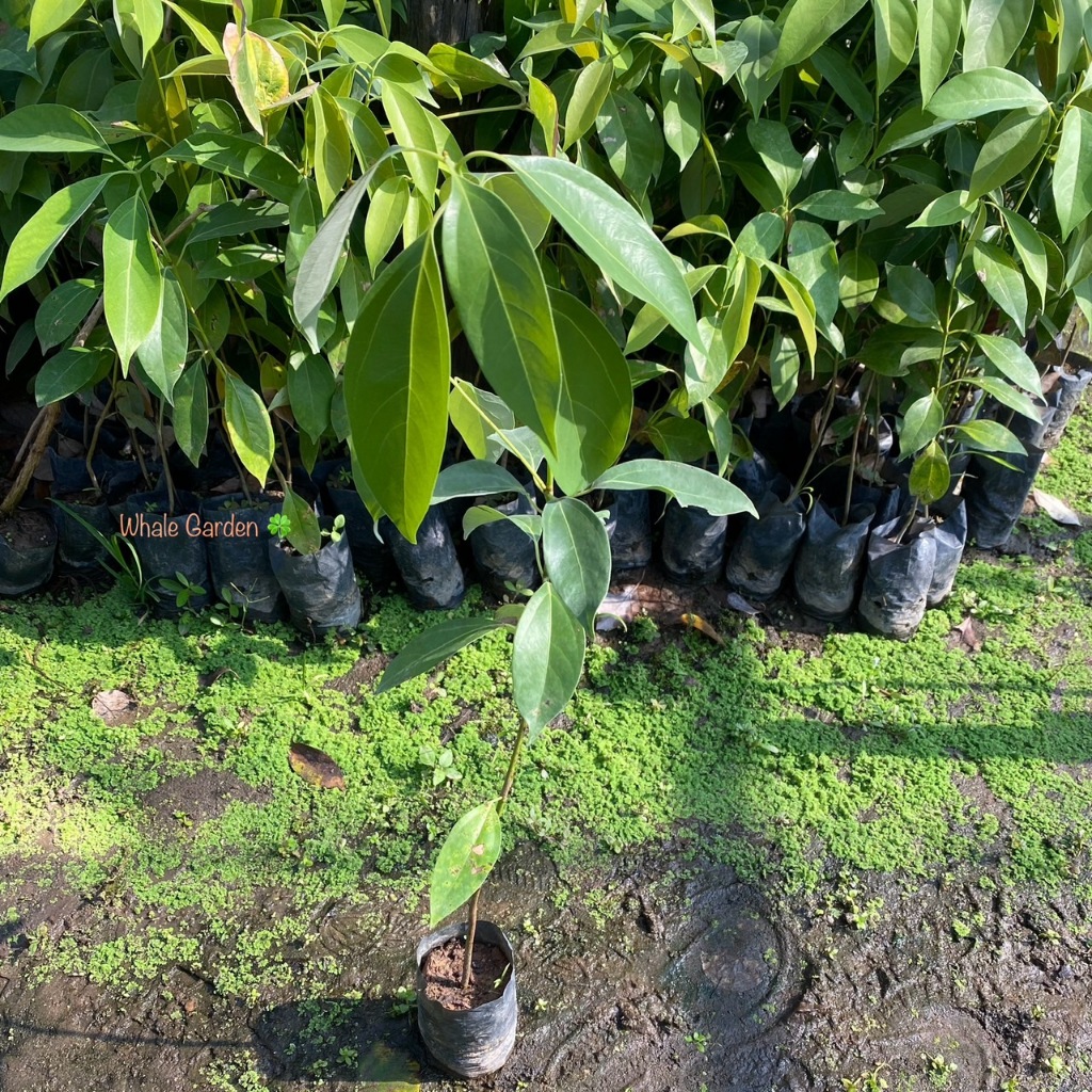 ต้นการบูร การบูร (Camphor)  ต้นไม้ สมุนไพร (รับประกัน ส่งใหม่ฟรี หากสินค้าเเสียหาย!!)