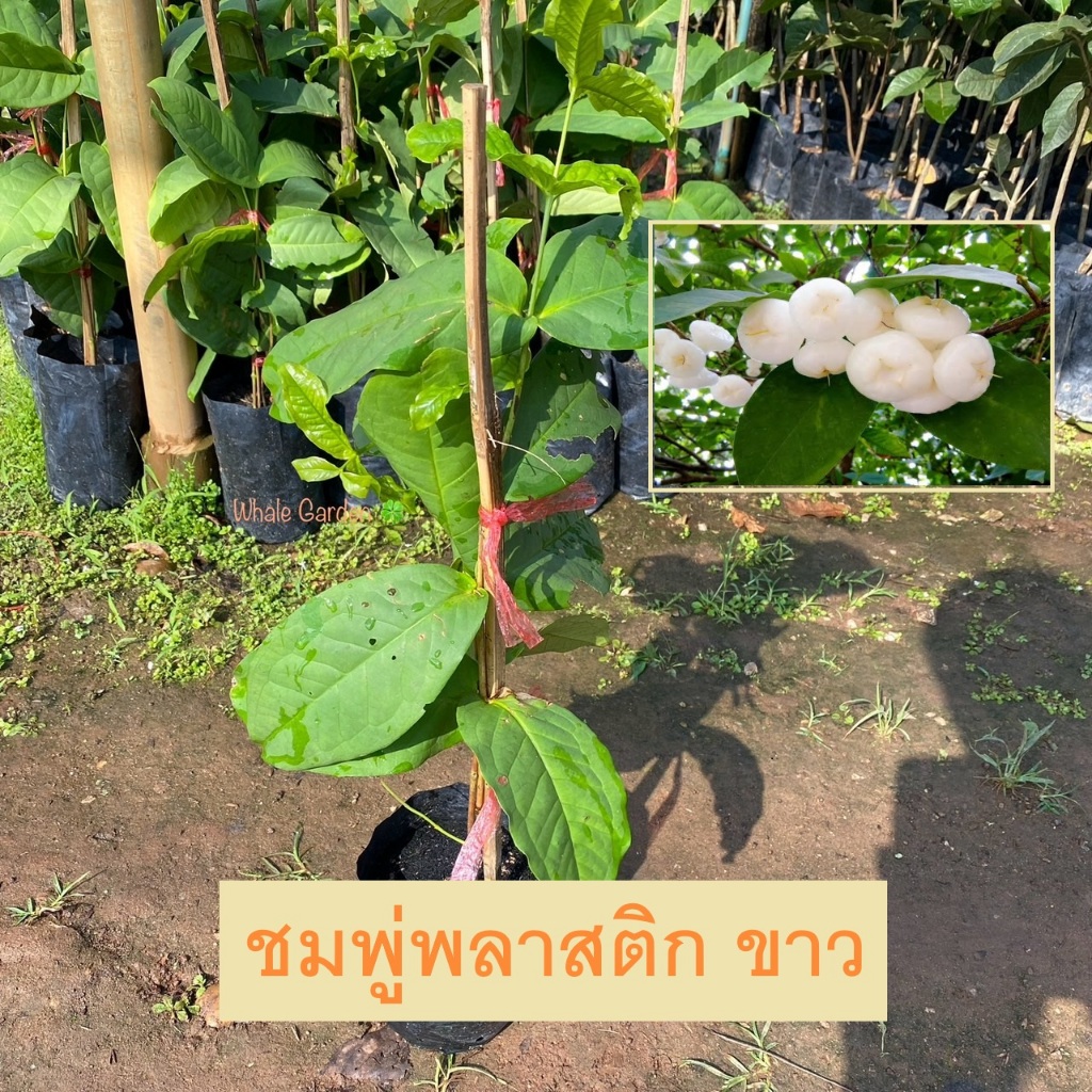 ต้นชมพู่พลาสติก ชมพู่พลาสติกสีขาว ชมพู่แก้ว กิ่งตอน (White Rose Apple) ผลไม้รสหวาน มีกลิ่นหอม (รับประกันสินค้า)