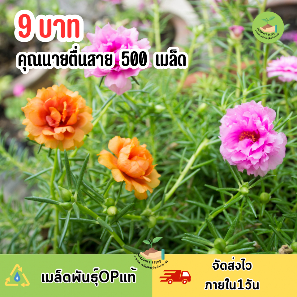 ซื้อ แพรี่เซี่ยงไฮ้ คุณนายตื่นสาย500เมล็ด