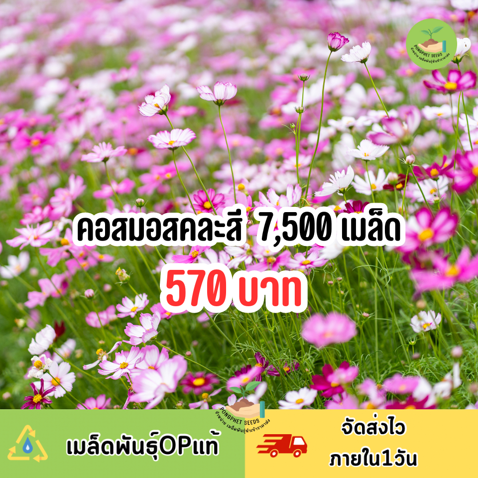 🔥แบ่งขาย ปลูกชมสวน ชุดสุดคุ้ม ดอกคอสมอส 7,500 เมล็ด 🌺