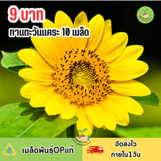 เมล็ดพันธุ์ทานตะวันแคระ บรรจุ 10 เมล็ด