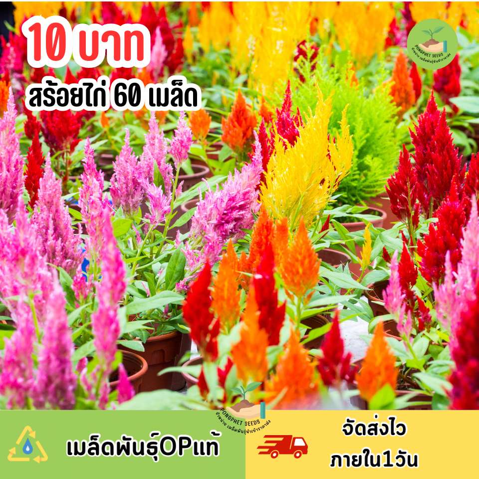 เมล็ดพันธุ์ดอกสร้อยไก่ บรรจุ 60 เมล็ด ถูกมาก