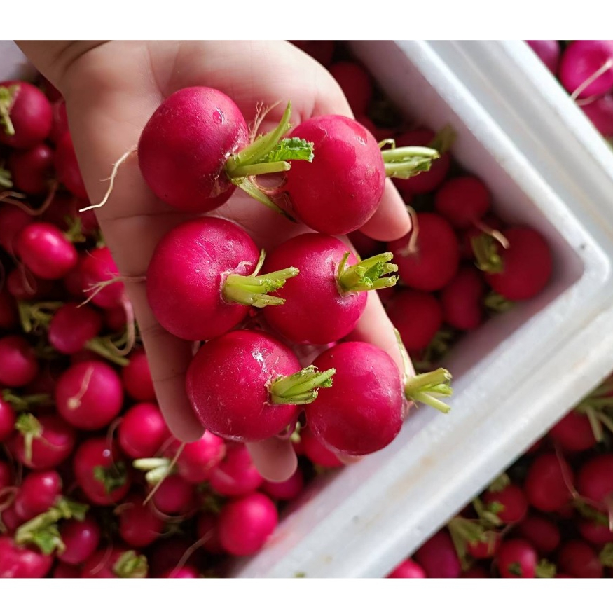 เรดิช แรดิช (Radish) หัวผักกาดแดง
