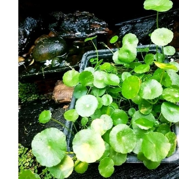 🍀แว่นเเก้วเขียวมรกต🍀ไม้น้ำใส่อ่างปลาสวยงาม🍀จัดสวนชิมิๆ🍀4แถม1❣ - รูปที่ 3