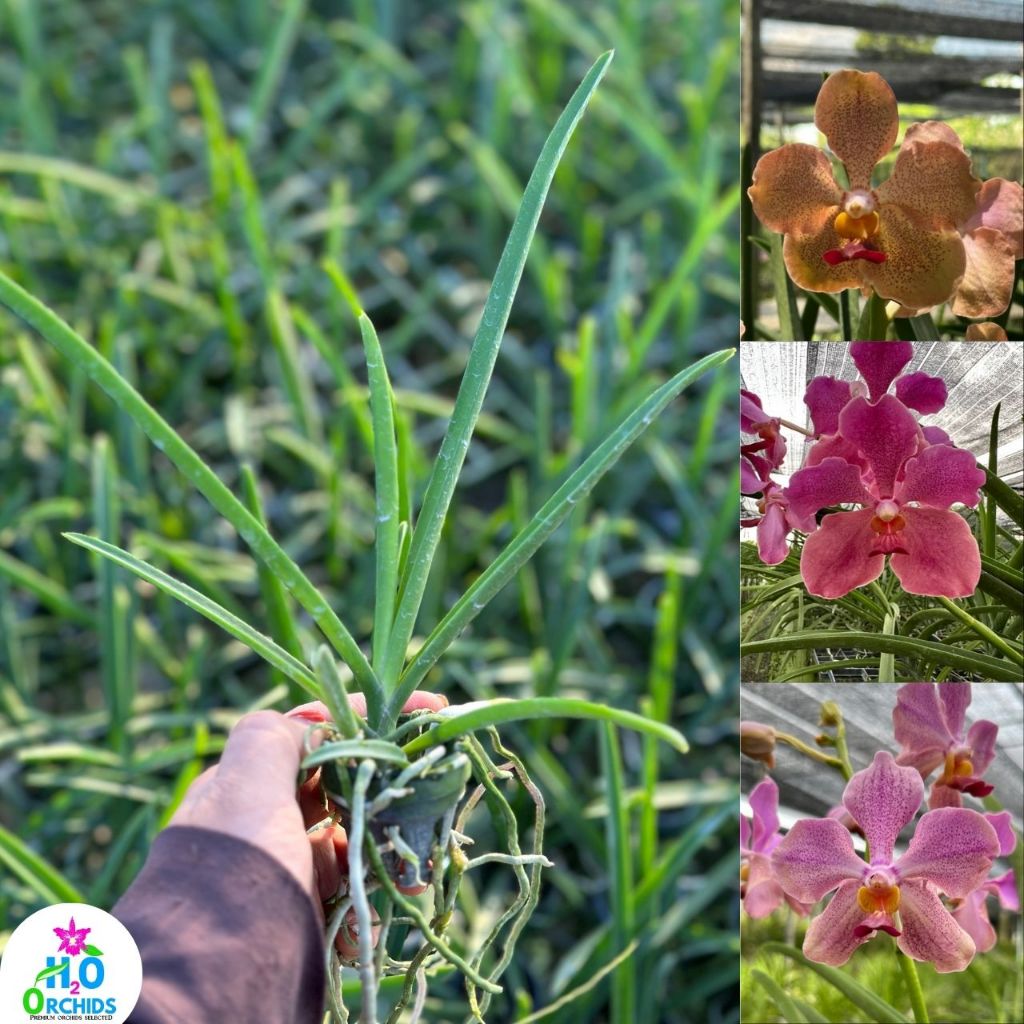 กล้วยไม้ แวนด้าใบร่อง (ไซส์กระถางนิ้ว)