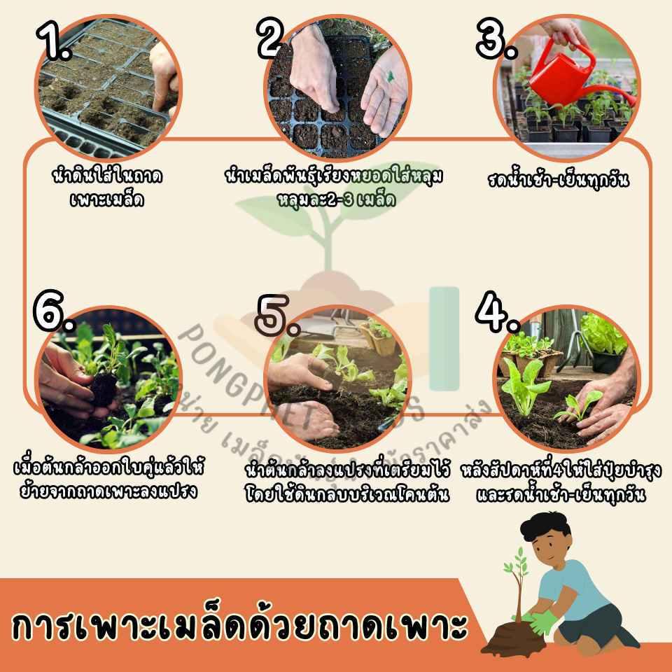 ถูกสุดคุ้ม เม็ดพันธุ์ ดอกคอสมอสสีขาวล้วนไม่มีสีอื่นผสมบรรจุ 250 เมล็ด - รูปที่ 3