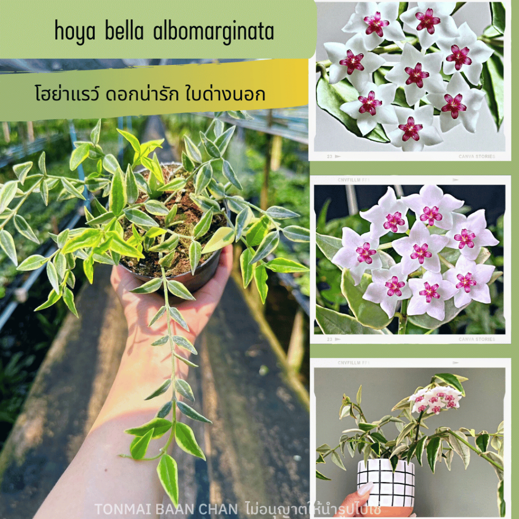 hoya bella albomarginata โฮย่าแรว์ ใบด่างนอก ดอกสุดน่ารัก มีจำนวนจำกัด