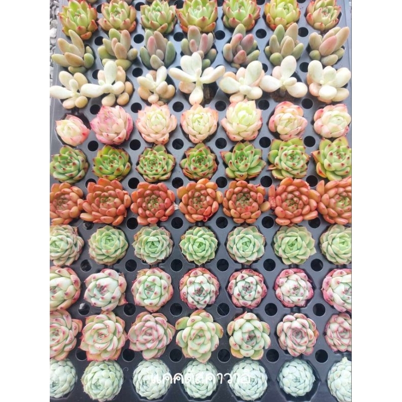 กุหลาบหิน ไม้อวบน้ำ (Succulent)แบบตุ้มดินมาใหม่ มีหลายสายพันธุ์ให้เลือก