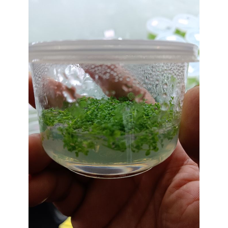 หวีดจิ๋ว (เนื้อเยื่อ)ต้นไม้น้ำ สวยงามพร้อมส่ง