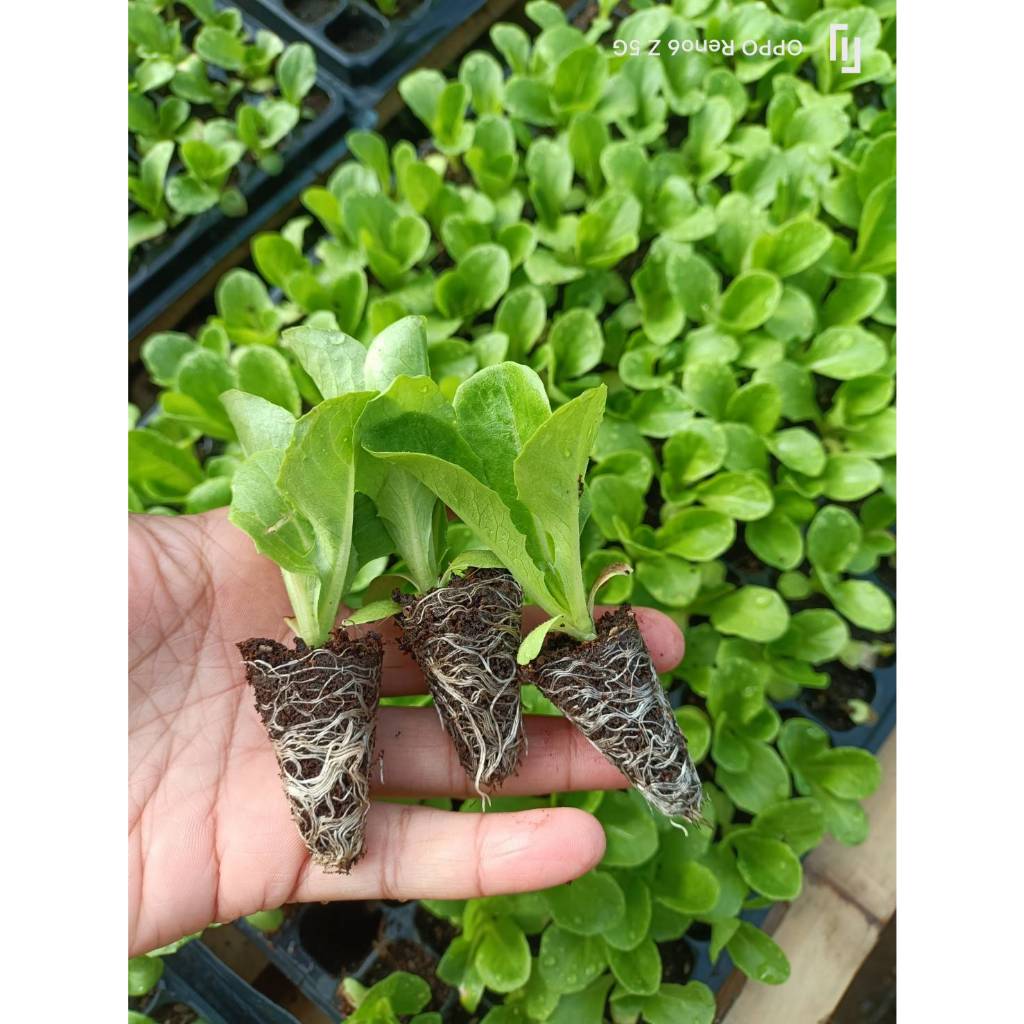 ต้นกล้าผักสลัด ไฮโดรโปรนิกส์ ต้นกล้าผักสวนครัวพร้อมปลูก มีสายพันธุ์ สลัดแก้ว ฟินเล่ย์ กรีนโอ๊ค เรดโอ๊ค มินิคอส กรีนคอส เ - รูปที่ 3