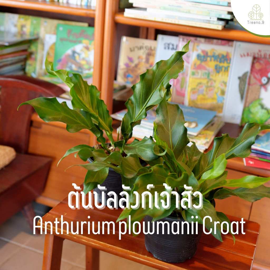 Treeno.9 T68 บัลลังก์เจ้าสัว ไม้มงคล / กระถาง 8 นิ้ว / สูง 30-40 ซม. / ไม้ประดับ ไม้ฟอกอากาศ (ต้นไม้