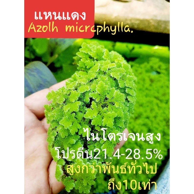 ♻️Azolla🅰️ microphylla.♻️โปรตีนสูง💯กว่าเเหนเเดง🚩ทั่วไป10เท่า+🚩.4แถม1🚩