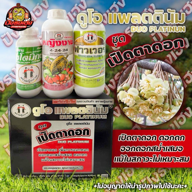 ชุดเปิดตาดอก ตราหญิงงาม ดอกติดดี ดอกดก ดอกสม่ำเสมอ แม้ในสภาวะอากาศไม่เหมาะสม ฉีดพ่นใต้ท้องกิ่ง