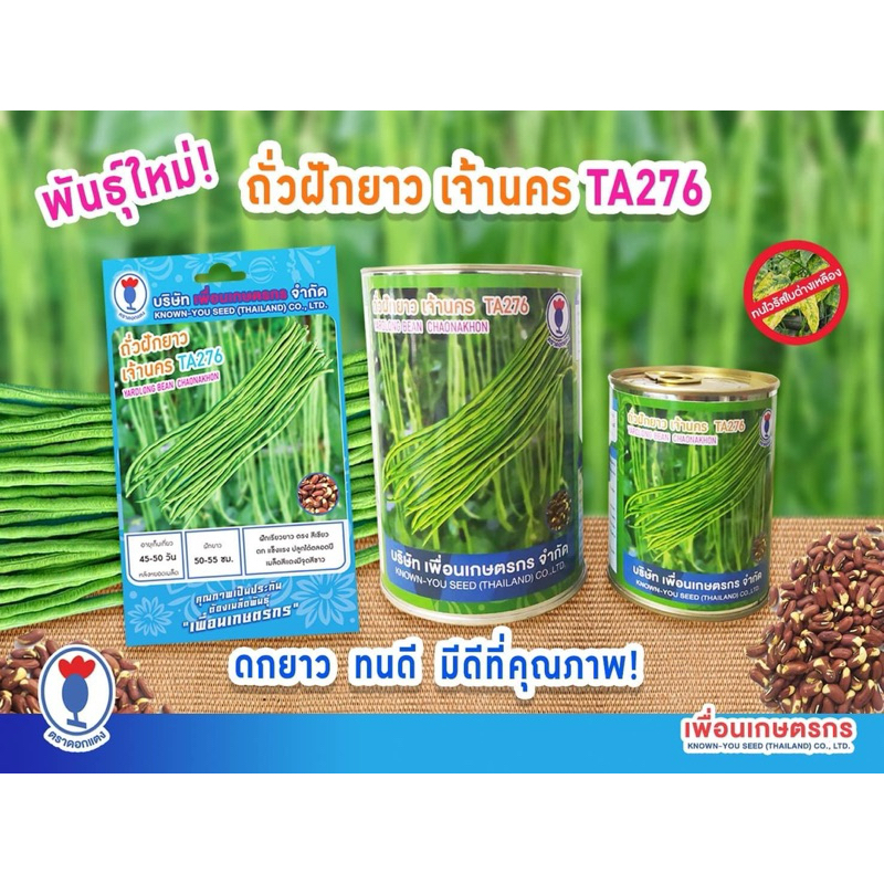 เมล็ดถั่วฝักยาว ทนไวรัสด่างวงแหวน เจ้านคร TA276 ฝักเรียวยาว ตรง ดก แข็งแรง ปลูกได้ตลอดปี
