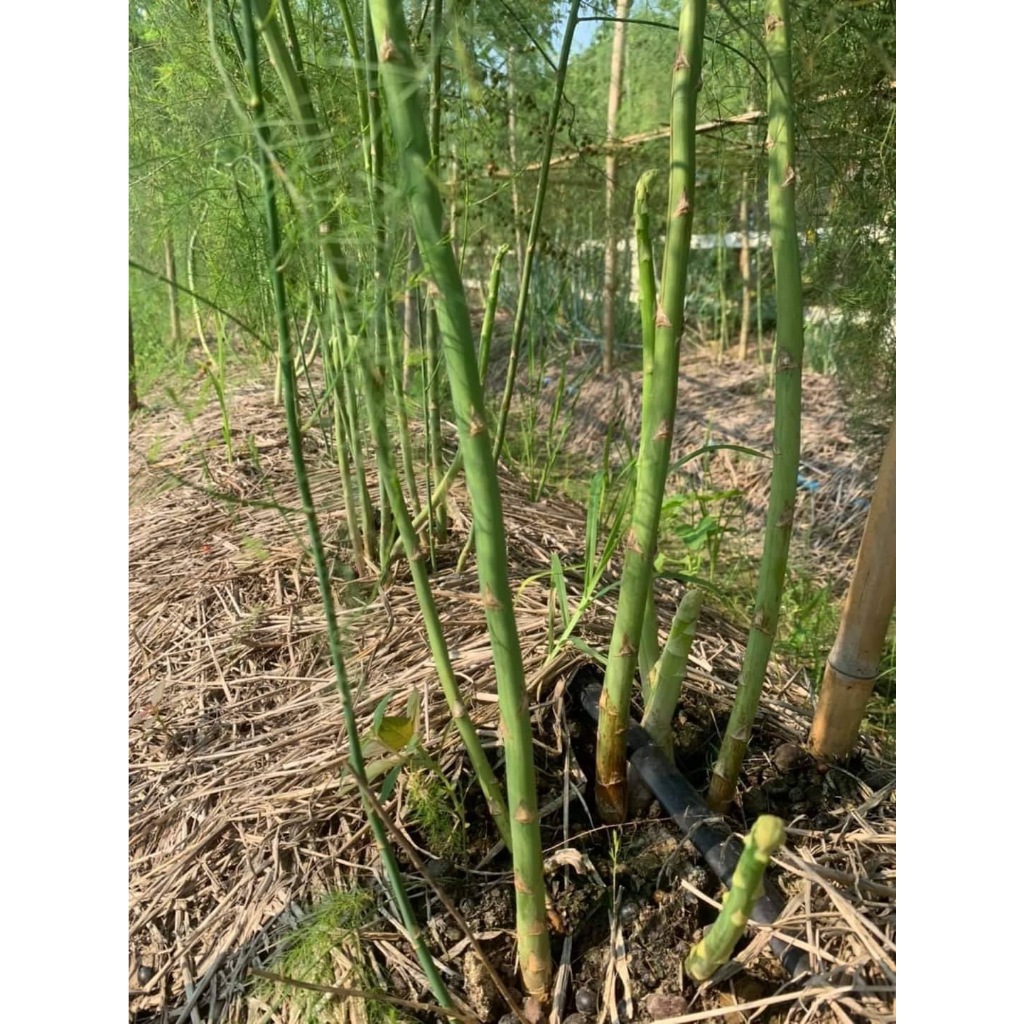 พร้อมส่ง จำนวน 700 เมล็ด เมล็ดหน่อไม้ฝรั่ง บร็อคอินพรูฟ อัตรางอก 90% - รูปที่ 3