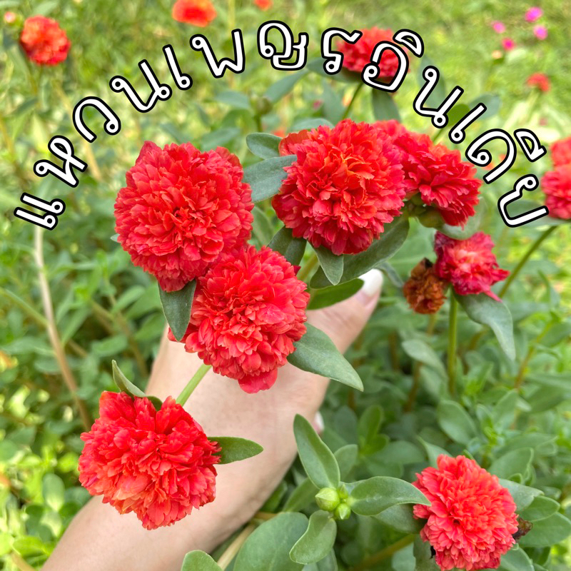 แหวนเพชรอินเดีย 10 กิ่ง ดอกใหญ่ บานทั้งวัน