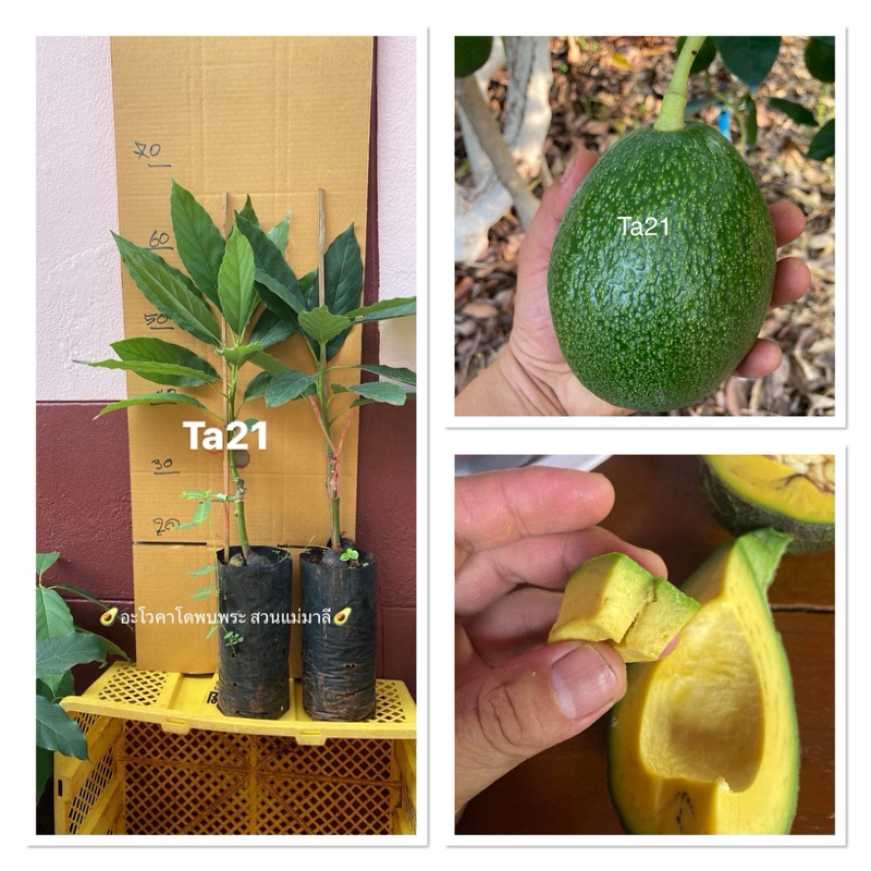 ต้นกล้าอะโวคาโดเสียบยอดพันธุ์Ta21กล่องละ2ต้น240.-