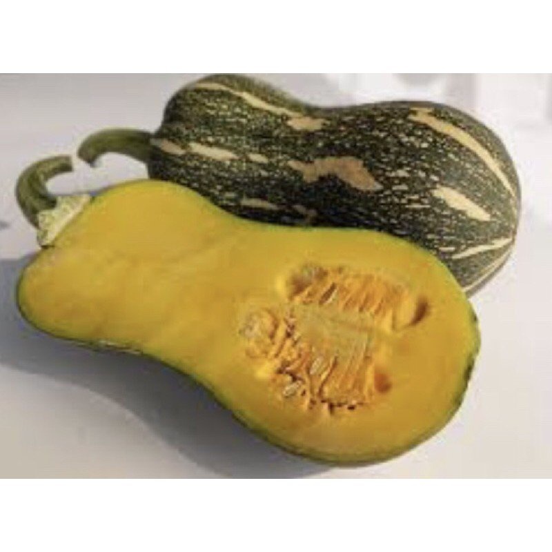 ต้นกล้าฟักทองบัตเตอร์นัท สควอช  ผลกลมยาวคล้ายกับน้ำเต้า เนื้อสีเหลืองส้ม เนื้อแน่น รสหวาน ต้นกล้าละ 12 บาทซื้อ 10 แถม 2