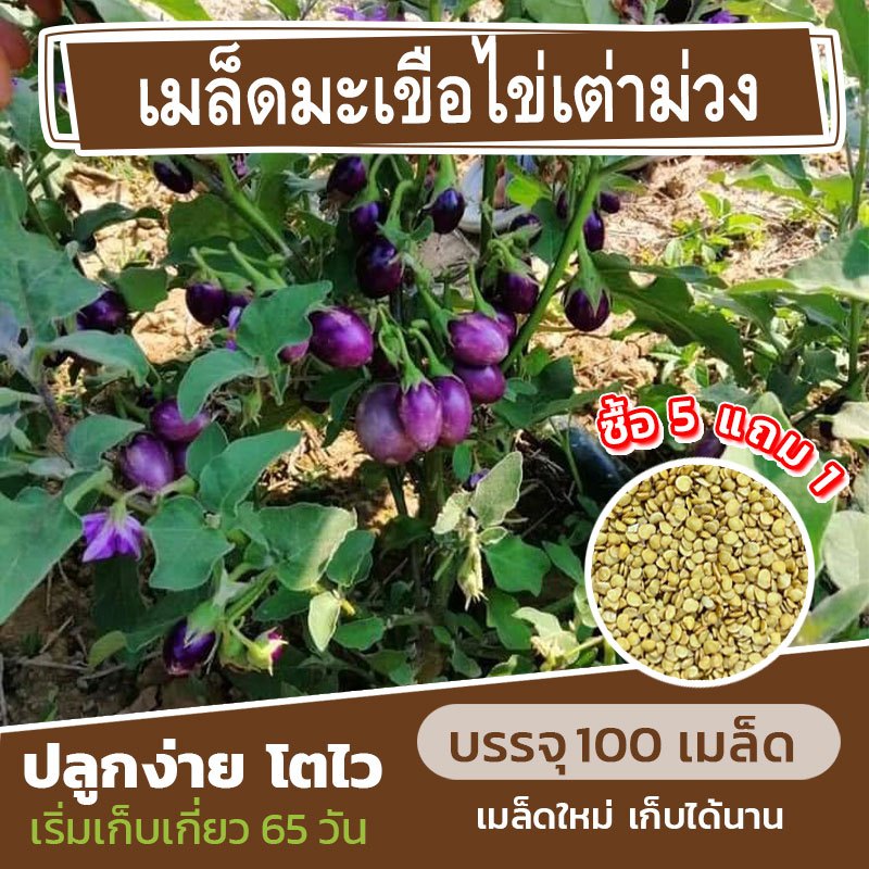 เมล็ดพันธุ์ มะเขือไข่เต่า สีม่วง แบ่งขาย 100 เมล็ด (ซื้อ 5 แถม 1)✨ คละชนิดได้