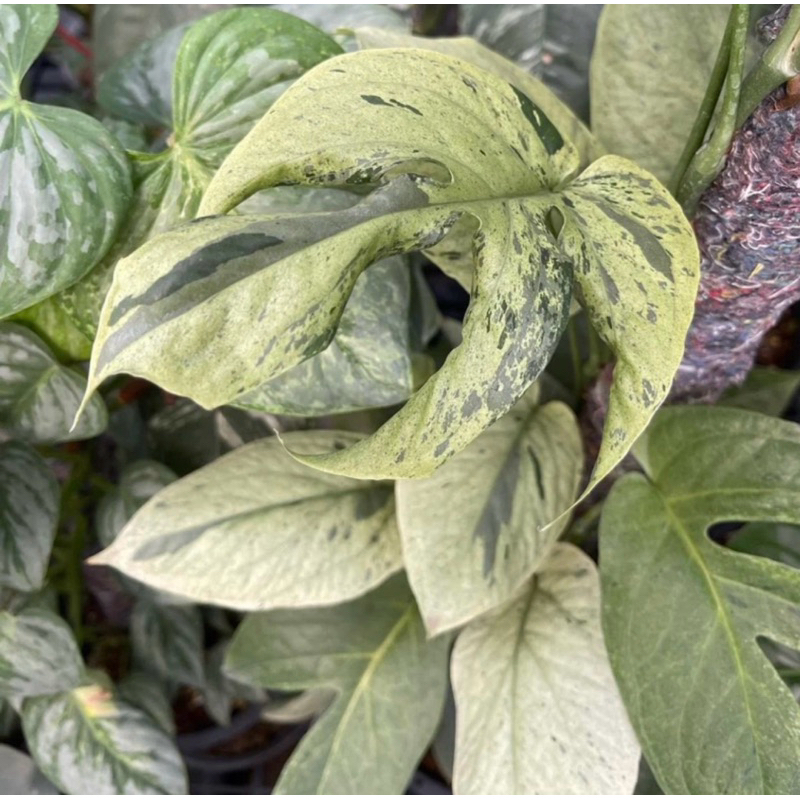 อมีเดียมมิ้นด่าง Amydrium medium spider mint variegated.