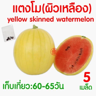 *โค้ดส่งฟรี* ผักไม้เลื้อย เมล็ดผัก เมล็ดตระกลูแตง (2,000เมล็ด+) เมล็ดพันธุ์ เมล็ดพันธุ์ผัก งอกดี ปลูกผัก Clearance