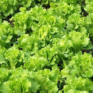 เมล็ดพันธุ์ ผักกาดหอมอิตาลี ใบเขียว Italian Lettuce บรรจุ 100-300 เมล็ด [ซื้อ 10 แถม 1 คละได้]