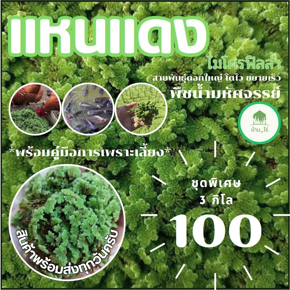 🍀พร้อมส่ง🍀แหนเเดง ชุด 3 กิโลกรัม ไมโครฟิลล่า(Azolla microphylla) พันธุ์กรมวิชาการเกษตร/อาหารพืช/ปุ๋ย