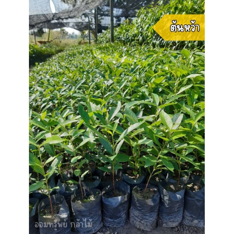 ต้นหว้า🌿  ✅️ราคาถูก ต้นสวย แข็งแรง👍 ❗️เสียหายเคลมฟรี❗️