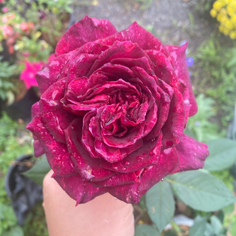 กุหลาบ Black Perfumella ดอกสีแดงเข้ม กลิ่นหอม แบล็คเพอร์ฟูม สีออกอาจเปลี่ยนตามสภาพอากาศ