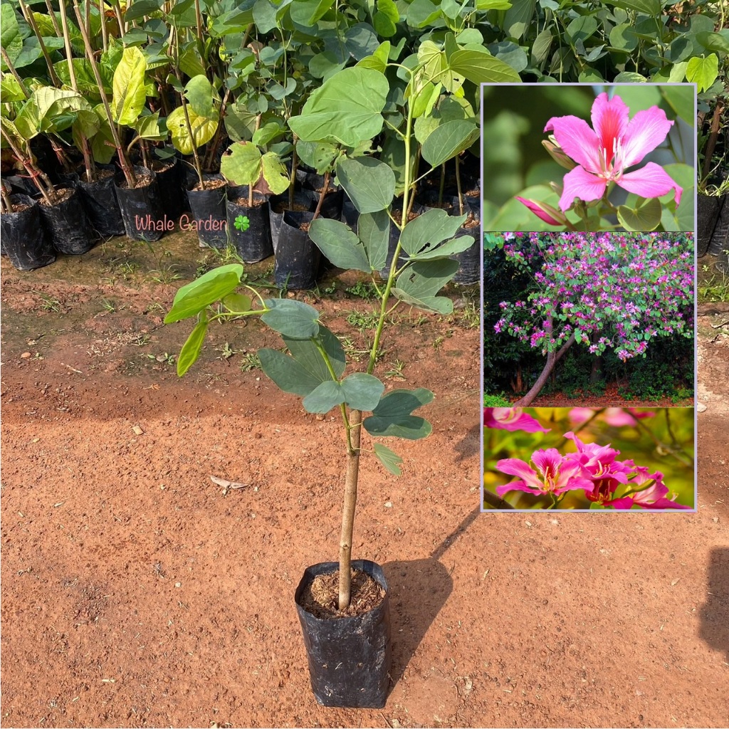 ชงโค ต้นชงโค กิ่งตอน (Orchid tree) ดอกสีสวย ต้นไม้มงคล (รับประกัน ส่งใหม่ฟรี หากสินค้าเเสียหาย!!)